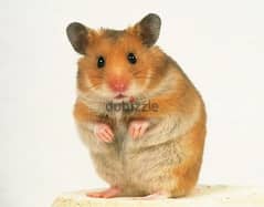 Looking to adopt or buy a Hamster