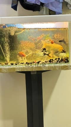 Aquarium with fish,stand and filter