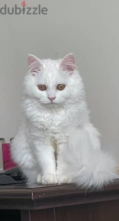 persian cat for adoption (spayed)
