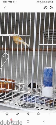 suree canary breeding pair with cage pair and eggs
