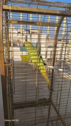 Green Parrot (Mithu)