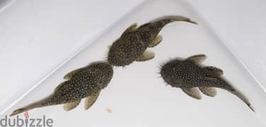 $150.00 large pleco live fish 12in