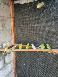 Good and sweet birds