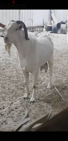 white salala goat للبيع تيس صلالي ابيض