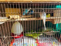 For sale 4 Budgies Pairs