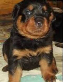 male rottweiler puppies top level