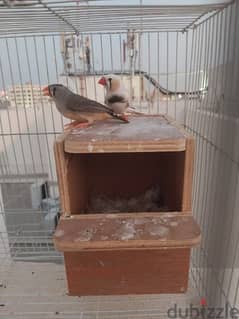 finch pair for sale