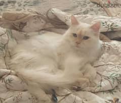 Siberian Male Cat for Adoption