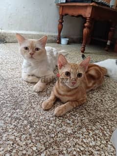 looking for sweet home for my kittens