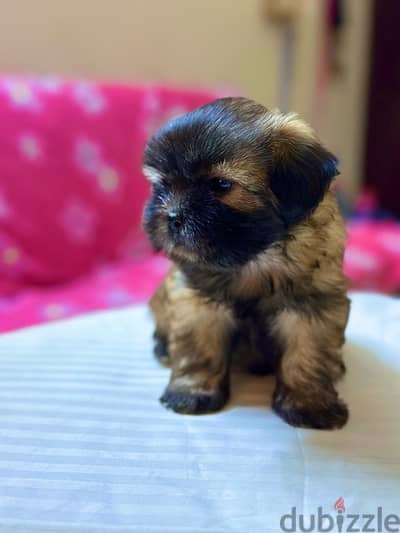 Shih Tzu Puppies Pure Breed three months , three weeks old