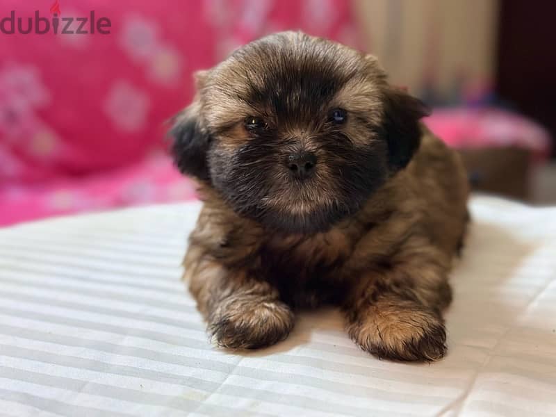 Shih Tzu Puppies Pure Breed three months , old 1