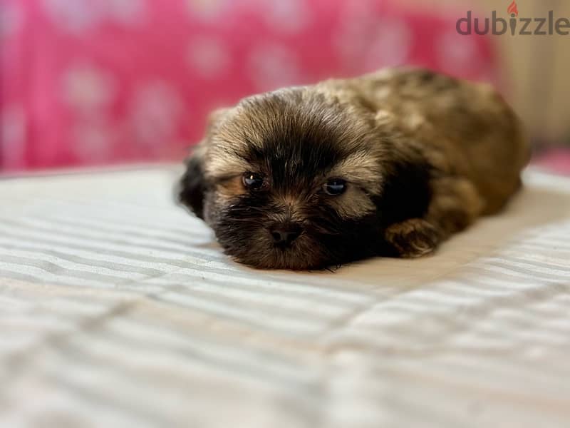 Shih Tzu Puppies Pure Breed three months , old 2