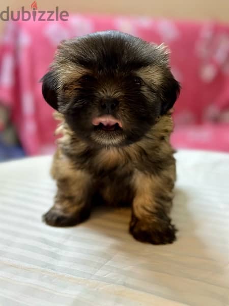 Shih Tzu Puppies Pure Breed three months , old 3