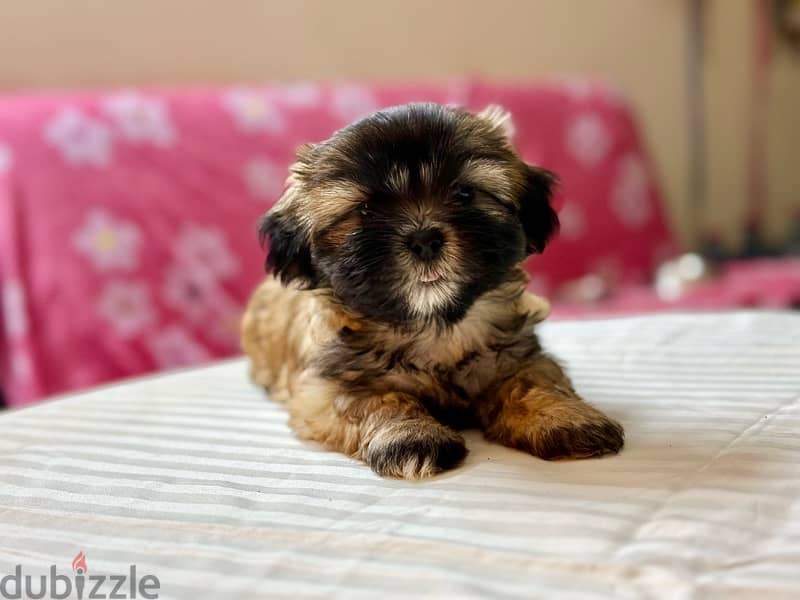 Shih Tzu Puppies Pure Breed three months , three weeks old 4