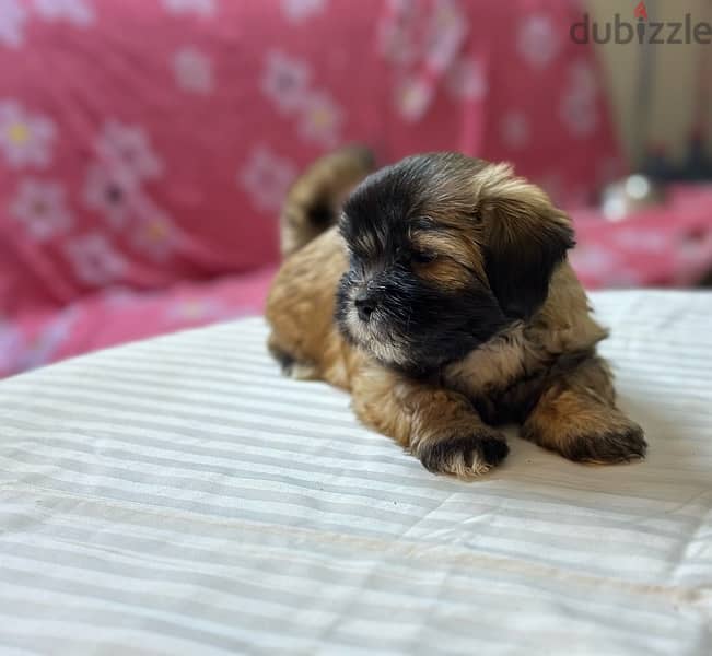 Shih Tzu Puppies Pure Breed three months , old 5