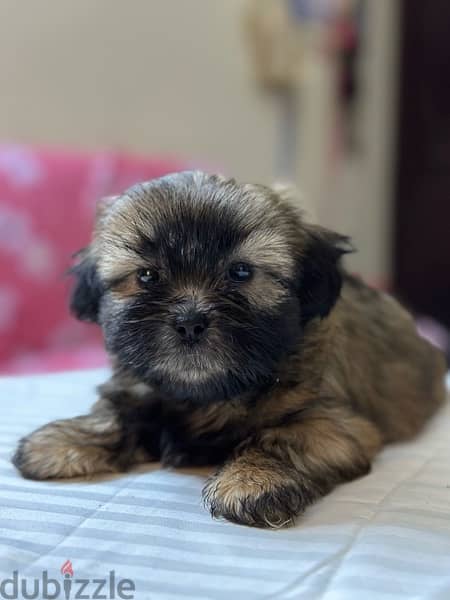 Shih Tzu Puppies Pure Breed three months , old 6