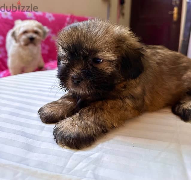 Shih Tzu Puppies Pure Breed three months , three weeks old 7