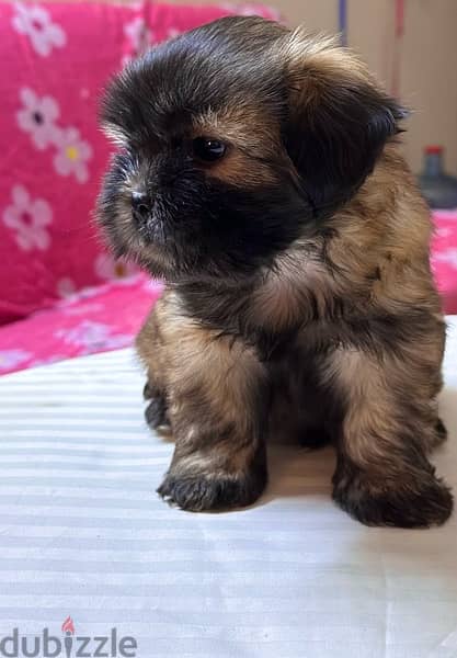 Shih Tzu Puppies Pure Breed three months , three weeks old 8