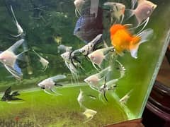 Angel fish for sell 1 fish 500 files only