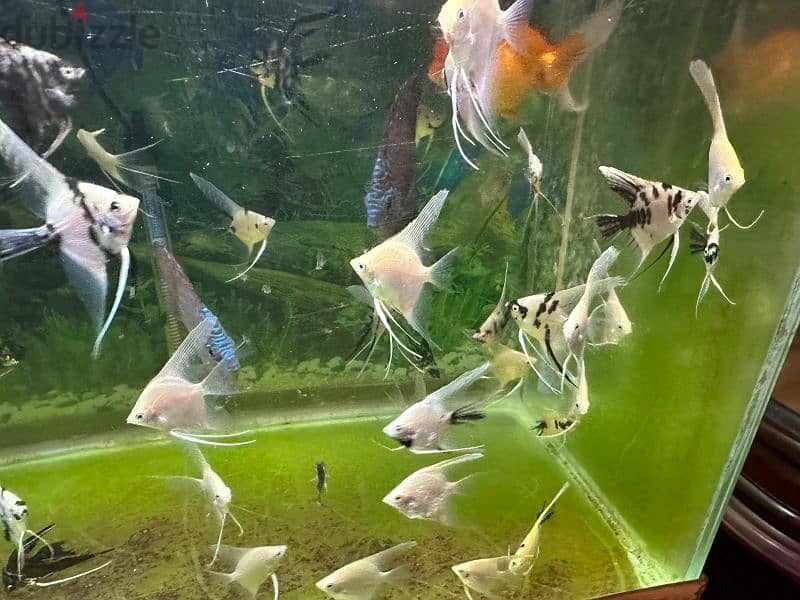 Angel fish for sell 1 fish 500 files only 1