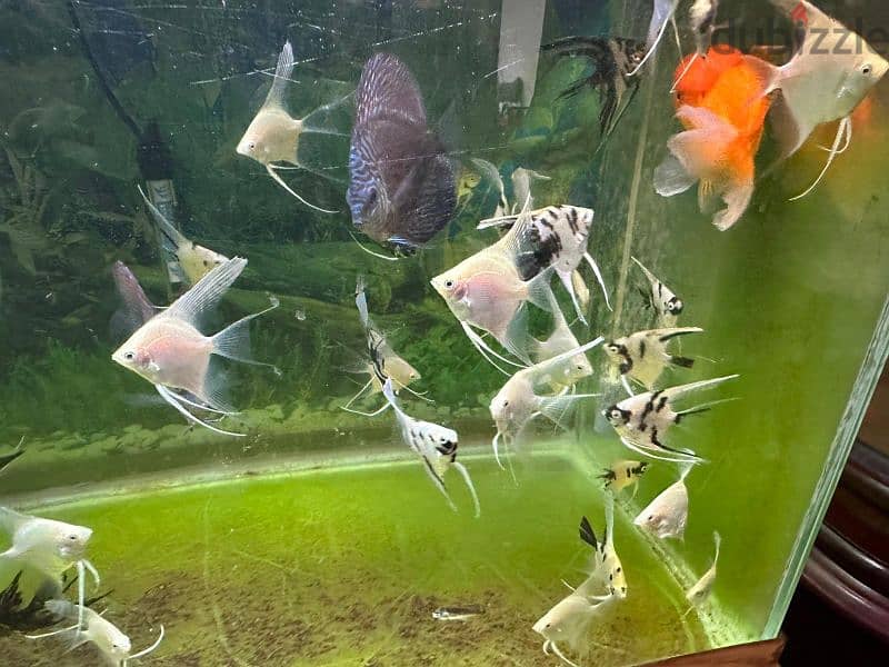 Angel fish for sell 1 fish 500 files only 2