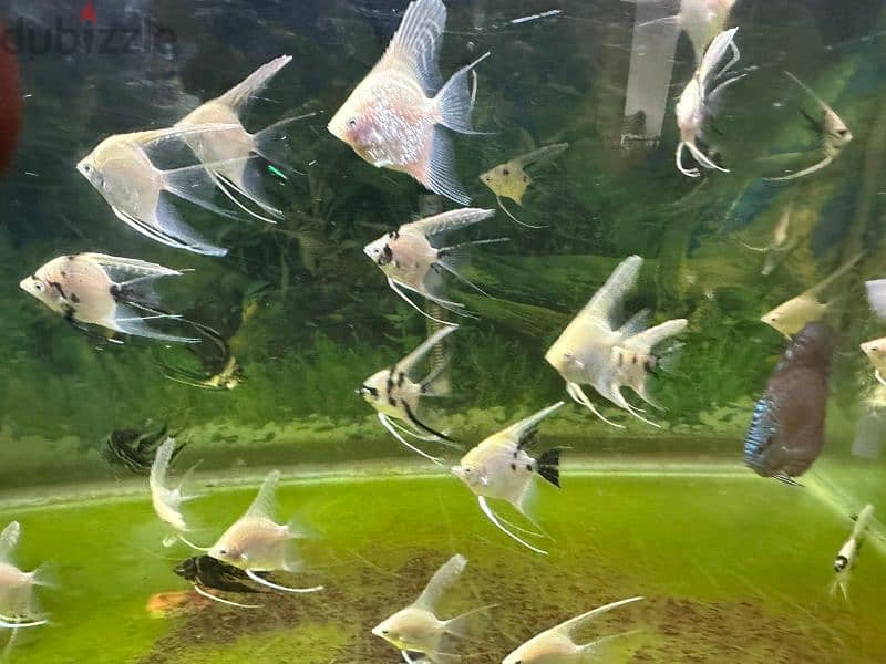 Angel fish for sell 1 fish 500 files only 3