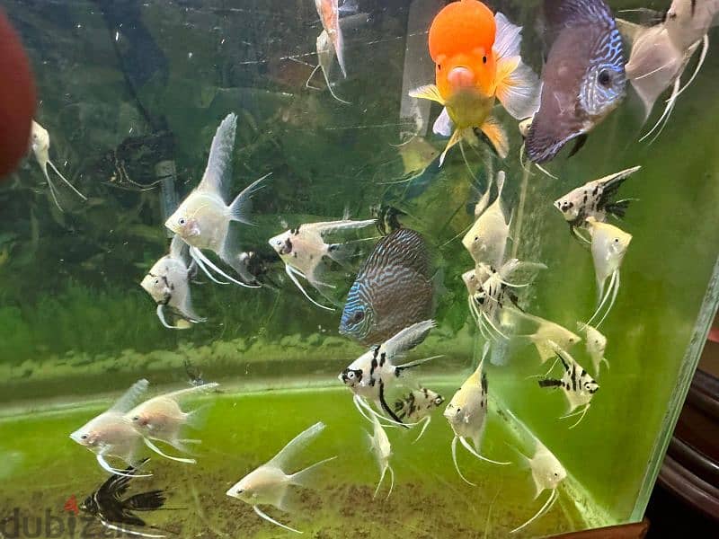 Angel fish for sell 1 fish 500 files only 4