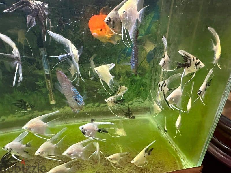 Angel fish for sell 1 fish 500 files only 7
