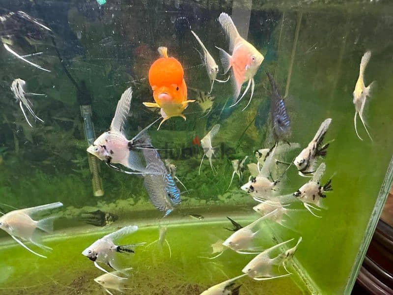 Angel fish for sell 1 fish 500 files only 8