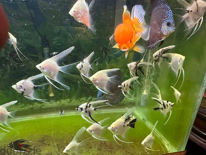 Angel fish for sell 1 fish 500 files only 9