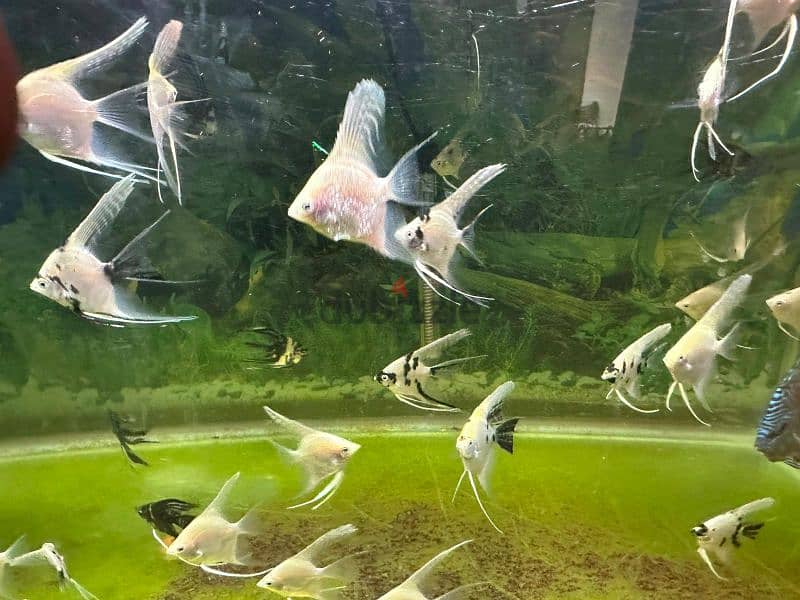 Angel fish for sell 1 fish 500 files only 10