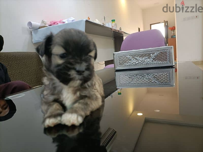 Dog pupy mini  shitzu original 2