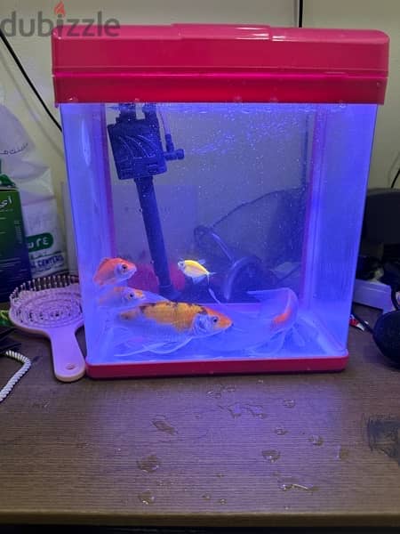 fish tank and fishes -4 nos 2