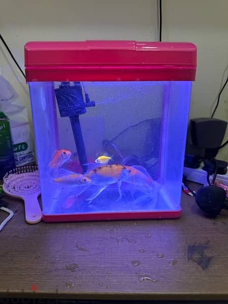fish tank and fishes -4 nos 3