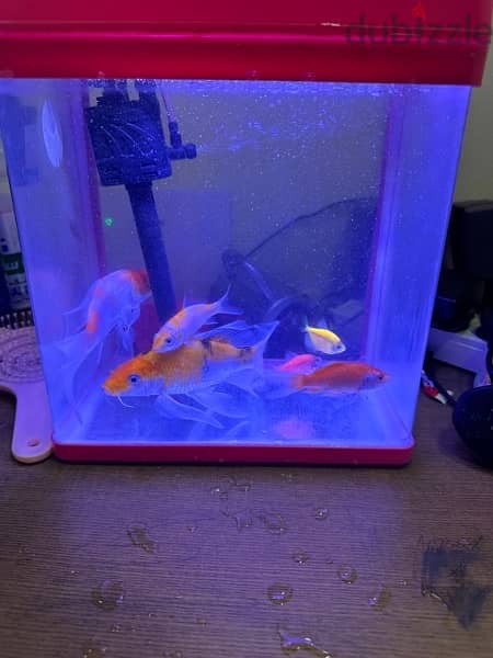 fish tank and fishes -4 nos 4