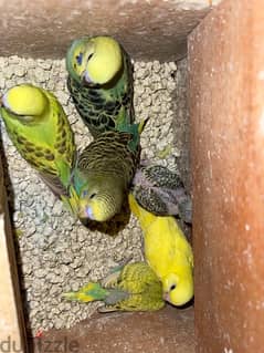 6 budgies birds for sale in good price 0