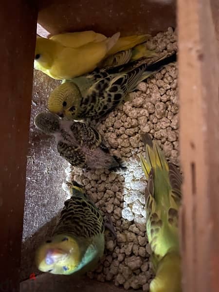 6 budgies birds for sale in good price 1