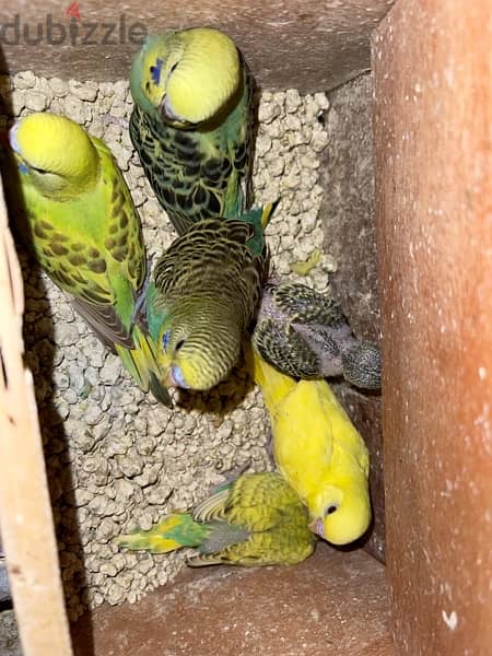 6 budgies birds for sale in good price 2