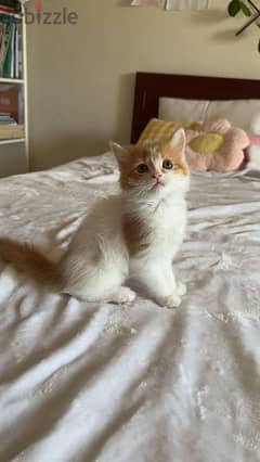 cute kitten for sale 0