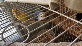 Love birds pair with cage n breeding box 0