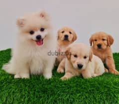 Mini toy poodle ,GOLDEN RETRIEVER ROYAL CLSS and shitzu 0