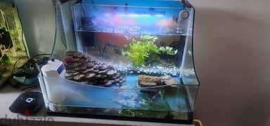 fish and turtle tank