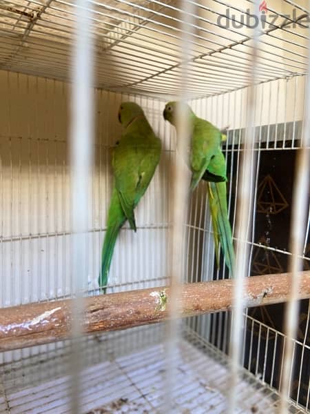 for sale indian green neck breeding pair with garenty 0