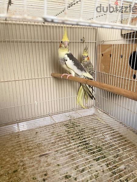 for sale cocktail breeding pair 0