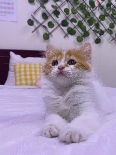 cute kitten for sale 1