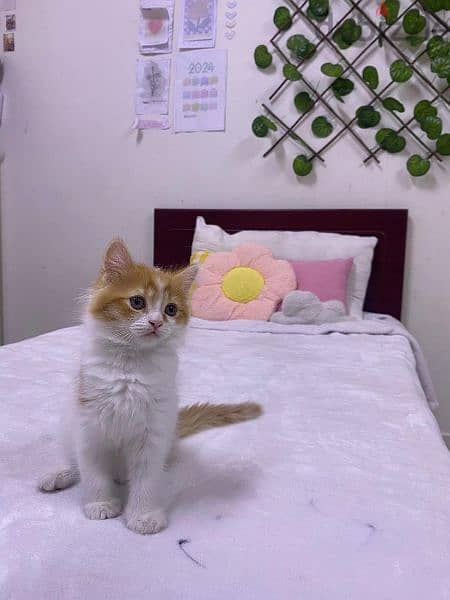 cute kitten for sale 2