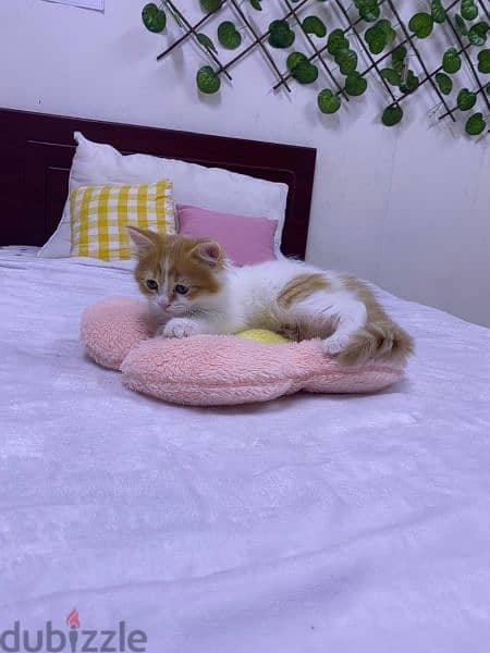 cute kitten for sale 4