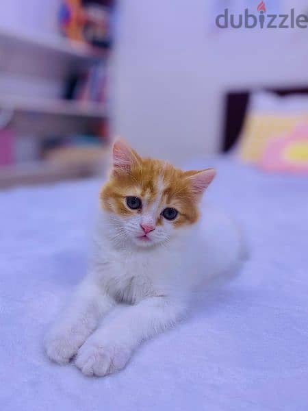 cute kitten for sale 5