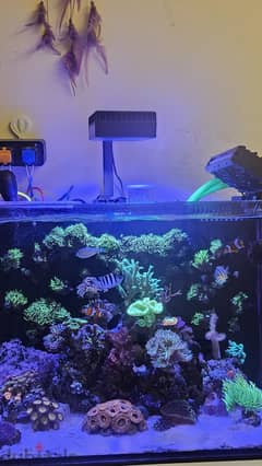Marine coral and fish tank