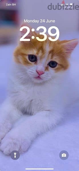 adorable kitten 2